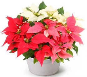 buy poinsetia Illumination in japan