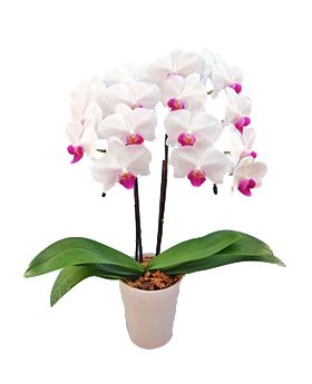 middy phalaenopsis to japan