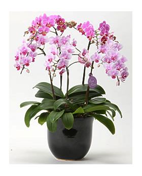 send phalaenopsis orchid to japan