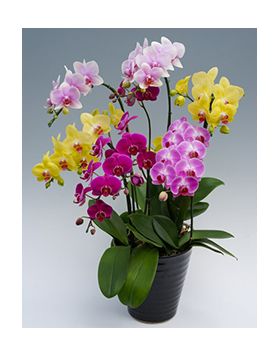 orchid midi mix plant to japan