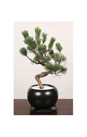 pinus parviflora bonsai to japan