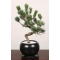 pinus parviflora bonsai to japan